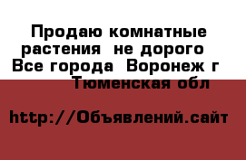 Продаю комнатные растения  не дорого - Все города, Воронеж г.  »    . Тюменская обл.